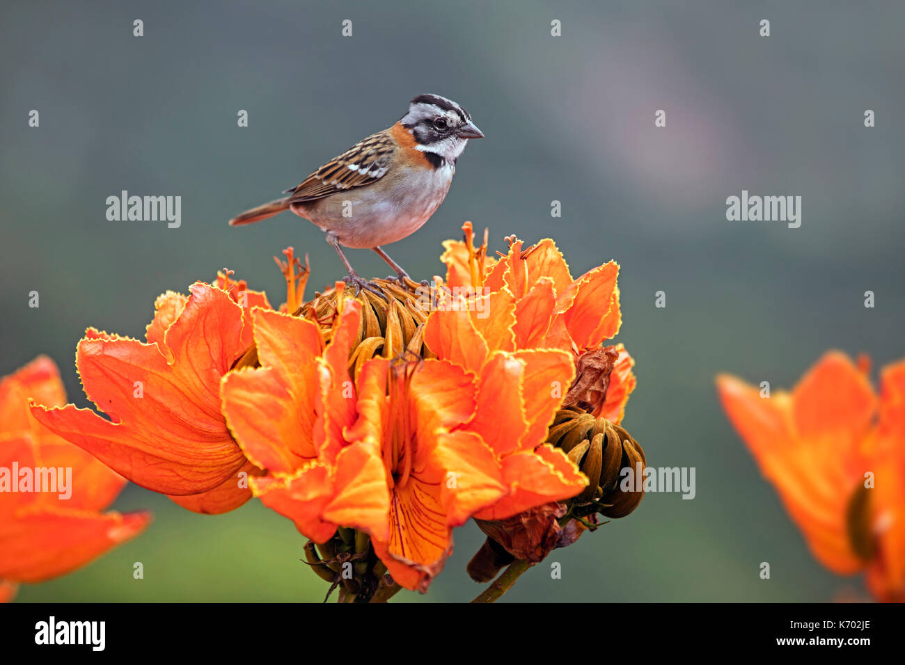 Rufous-collared sparrow (Zonotrichia capensis) on colorful orange flowers, Bolivian Yungas, Nor Yungas Province, La Paz Department of western Bolivia Stock Photo