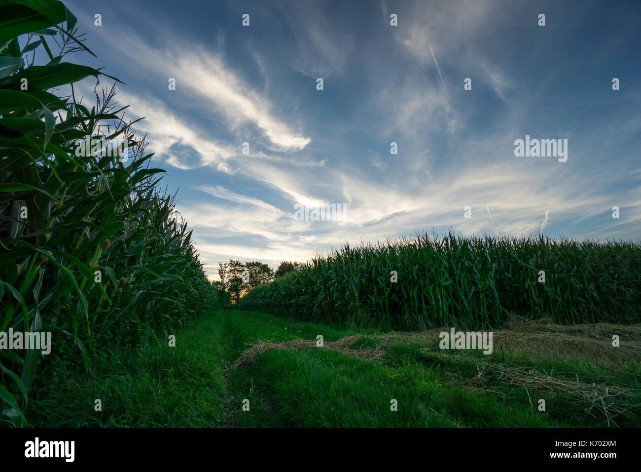 Path between ripe corn fields with green grass while sunset behind trees Stock Photo