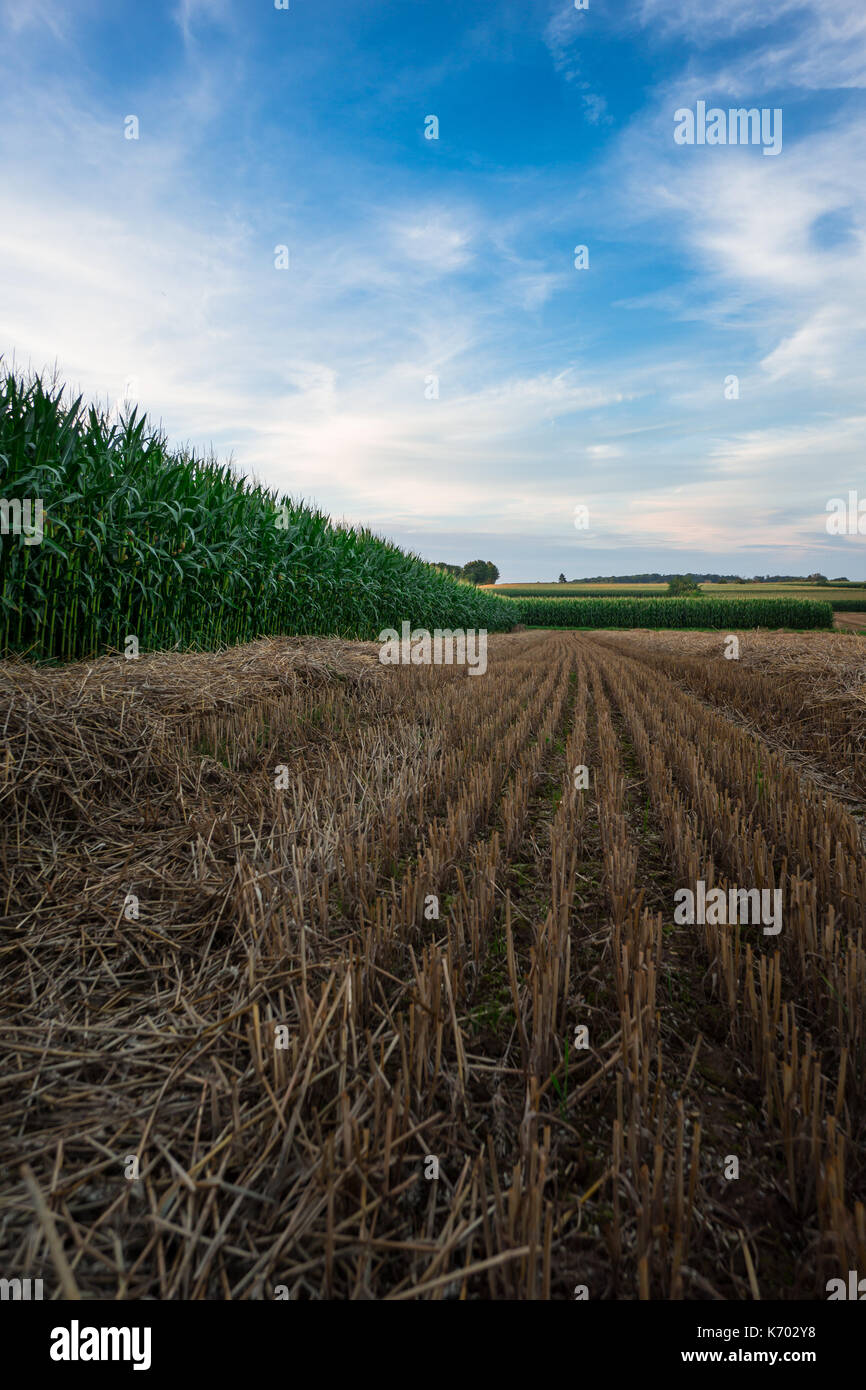 Harvested field of grain between green fields of corn in summer with blue sky Stock Photo