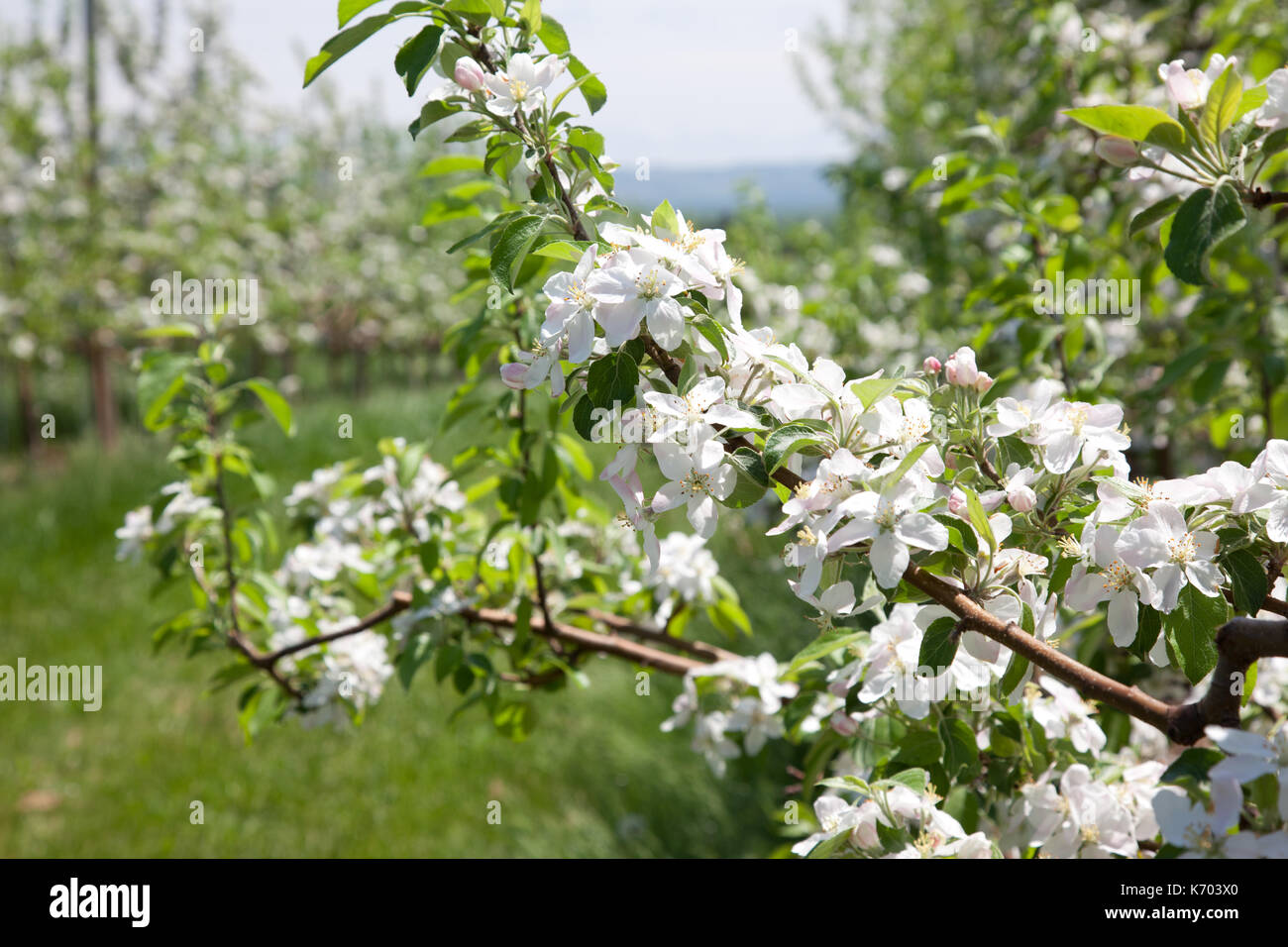 An Orchard With Blooming White Apple Blossom Trees Stock Photo Alamy An Orchard With Blooming White Apple Blossom Trees Stock Photo Alamy