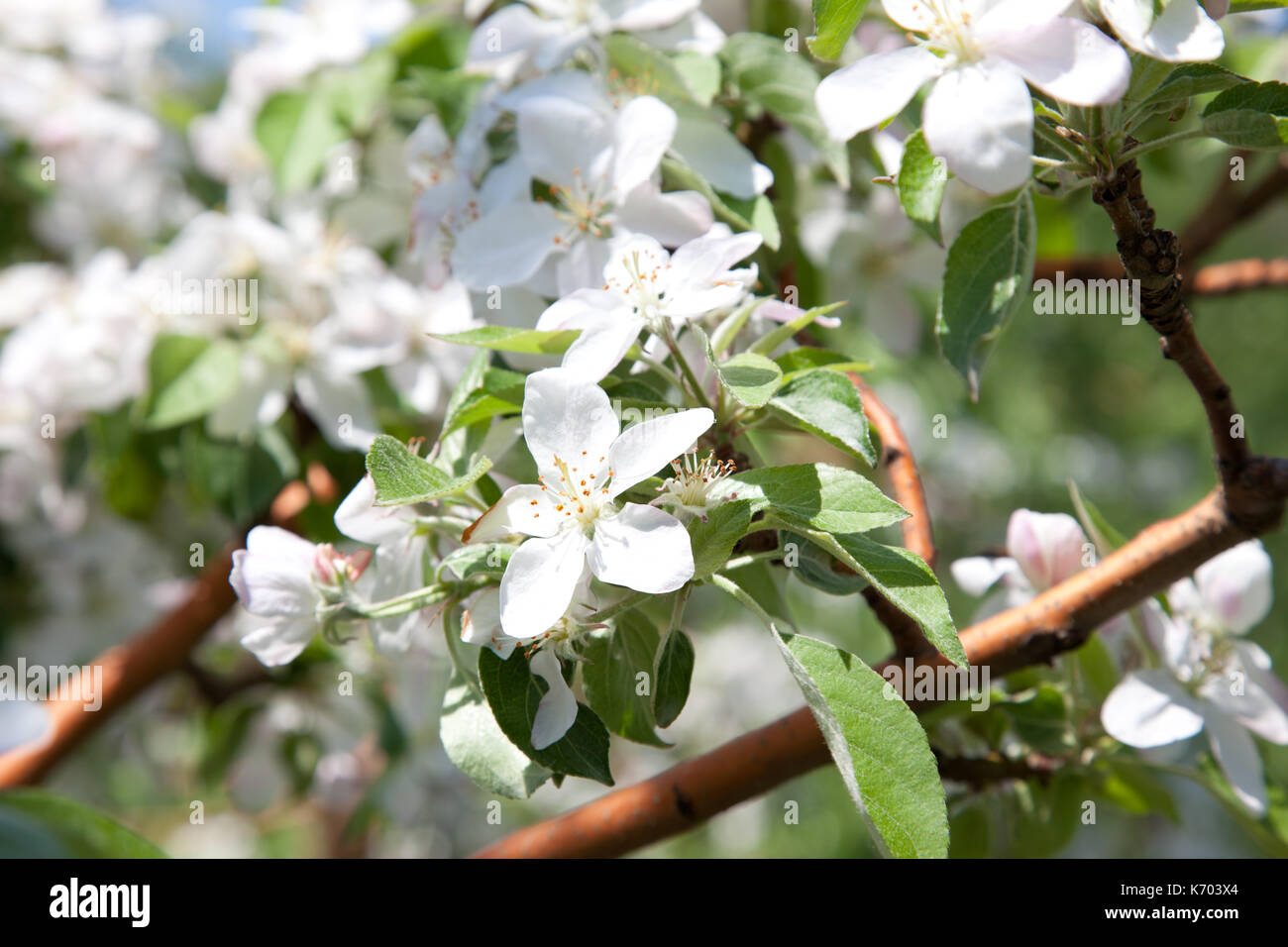 Buds apple trees bloom in hi-res stock photography and images - Alamy