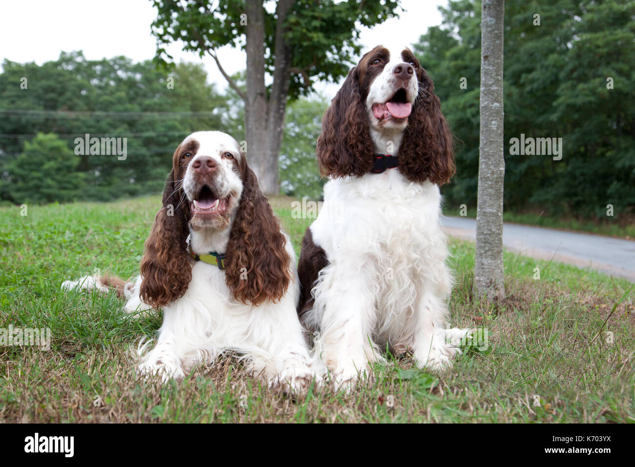two brown and white spaniel dogs sit outside together in the grass Stock Photo
