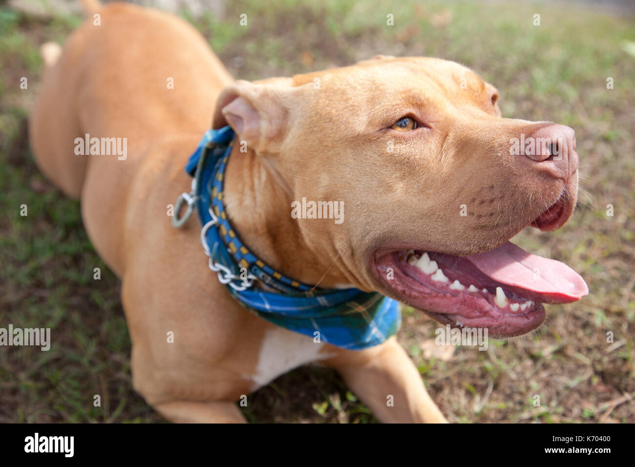 Brown pitbull hi-res stock photography and images - Alamy