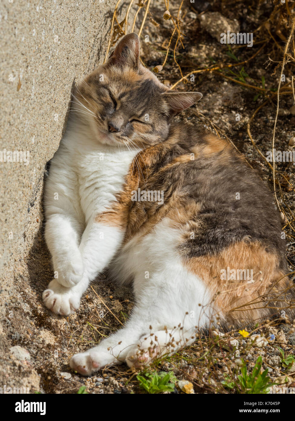 Sleeping cat - France. Stock Photo
