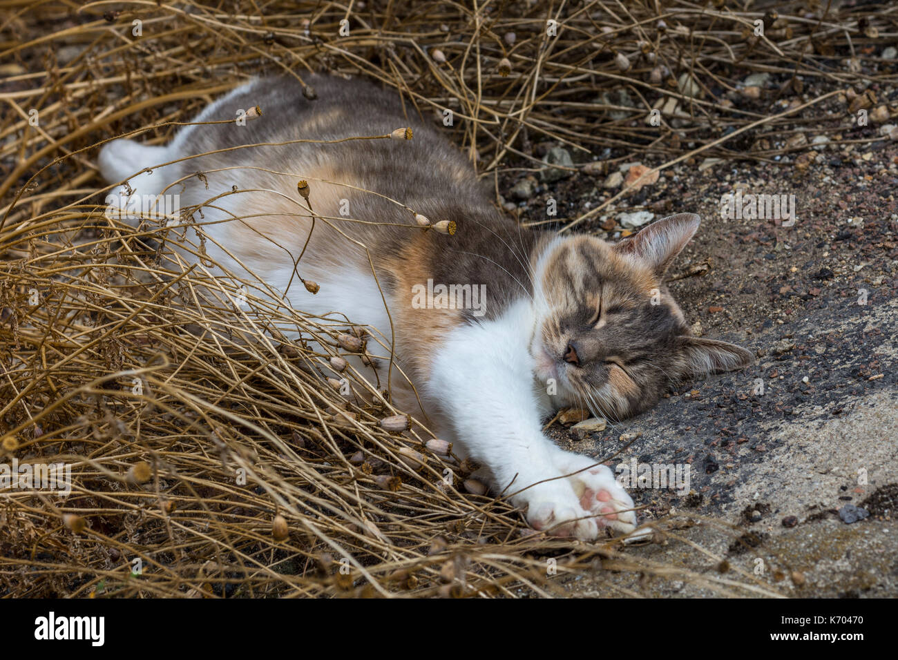 Sleeping cat - France. Stock Photo