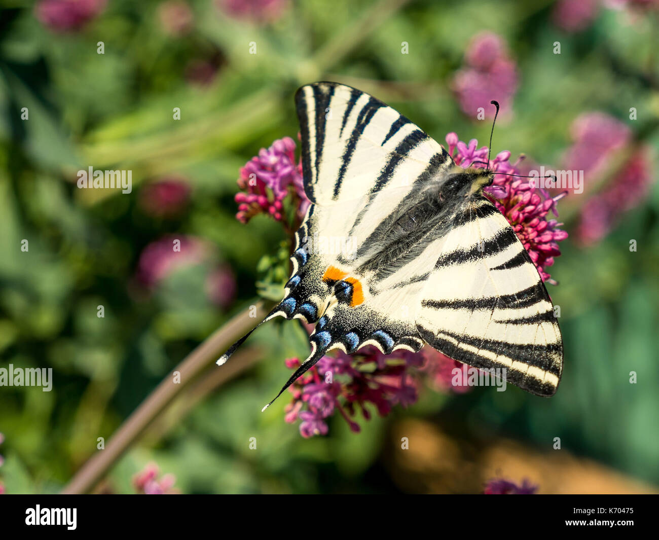 Papillon Nero con Fiori in Argento e Ceramica