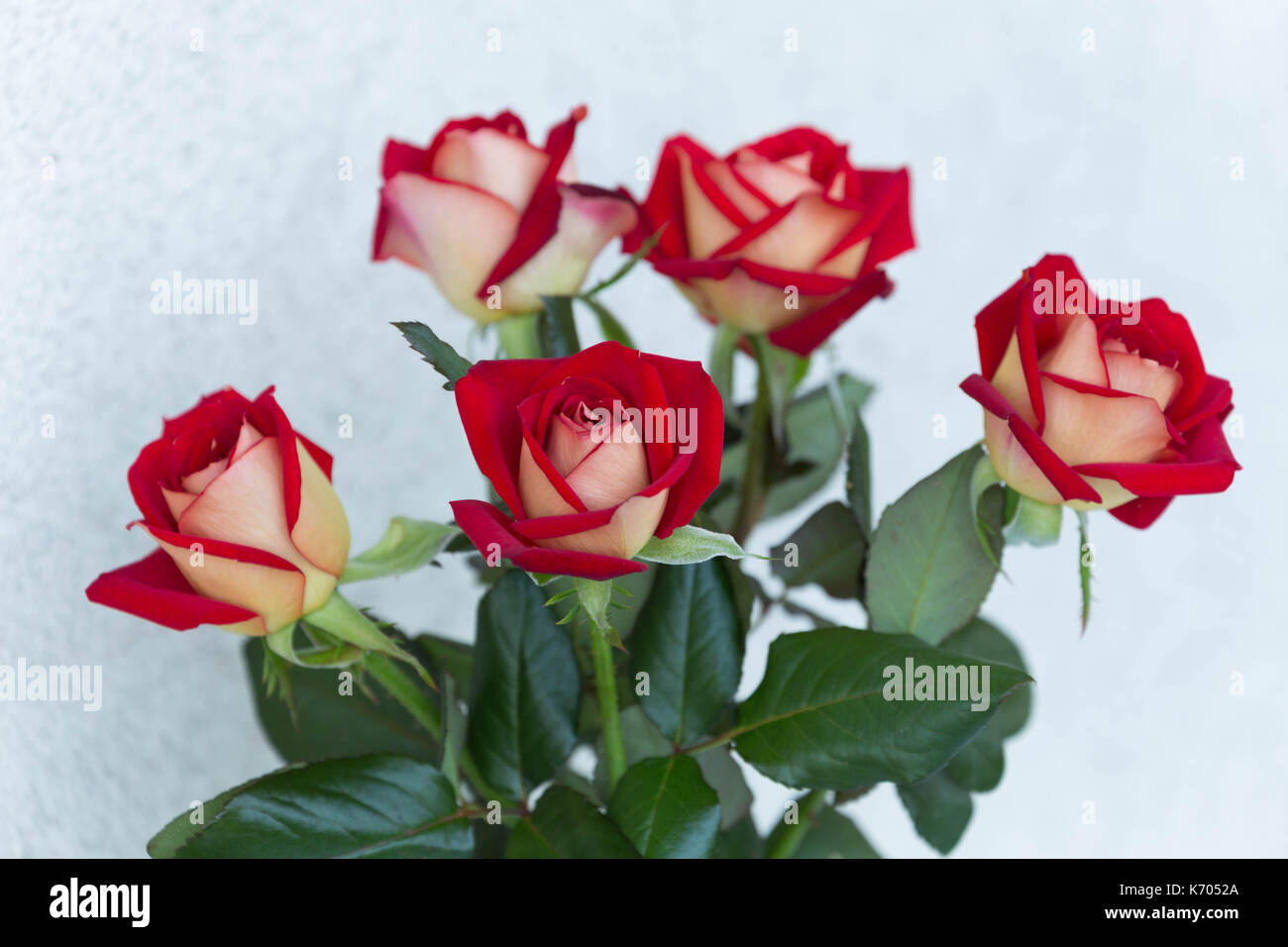 a bouquet of blooming roses Stock Photo - Alamy