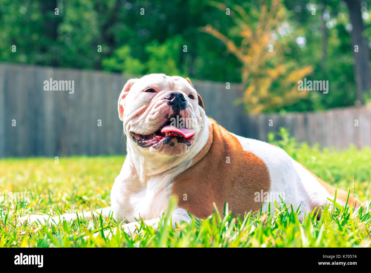 English Bulldog Stock Photo