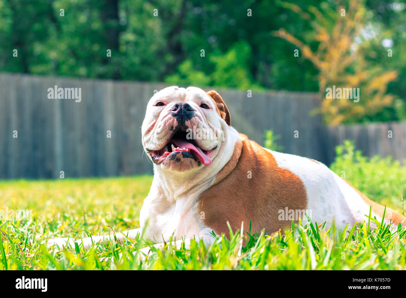 English Bulldog Stock Photo