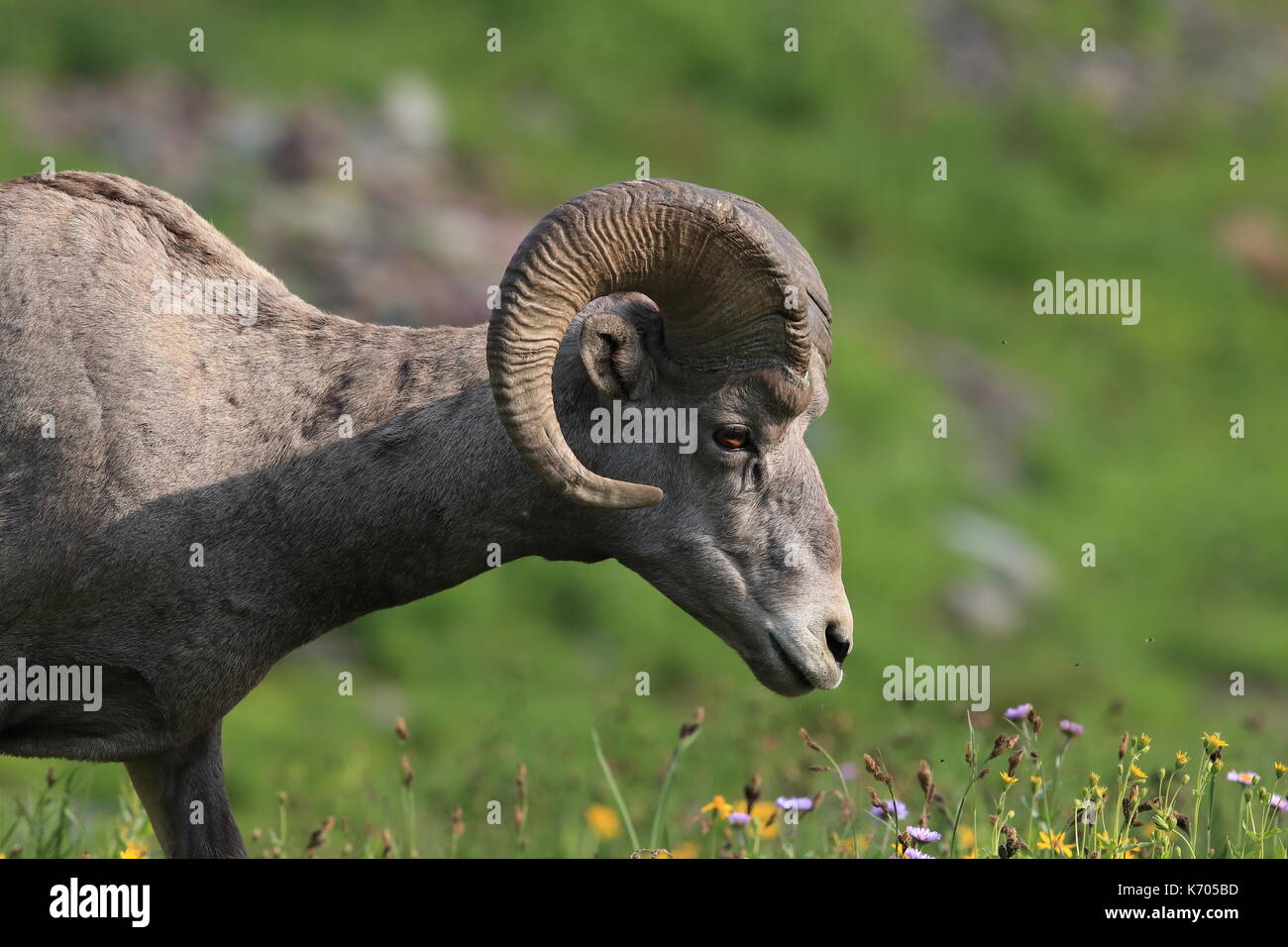 Bighorn Sheep Glacier National Park Montana USA Stock Photo - Alamy