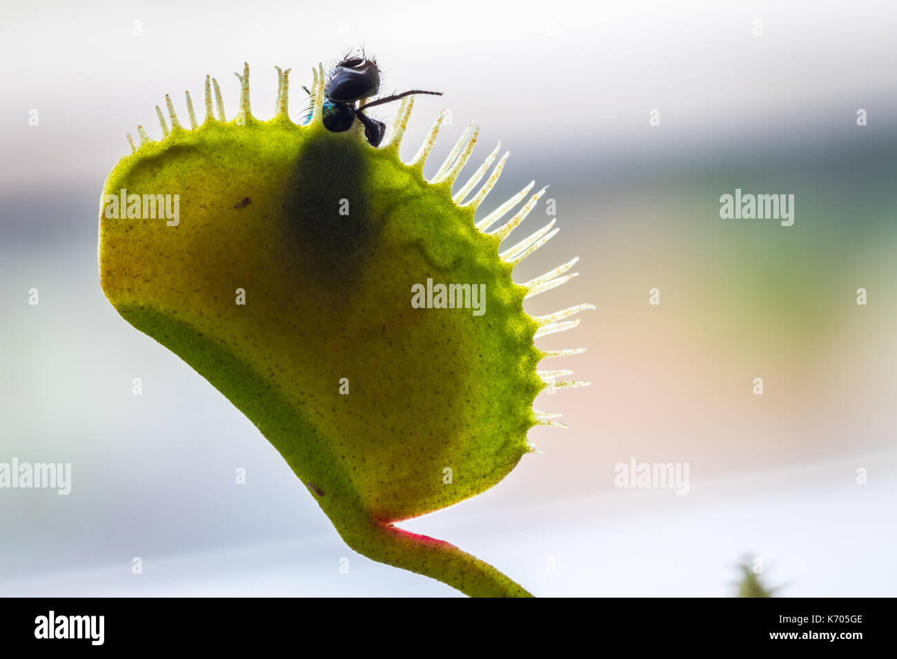 Venus flytrap with fly Stock Photo