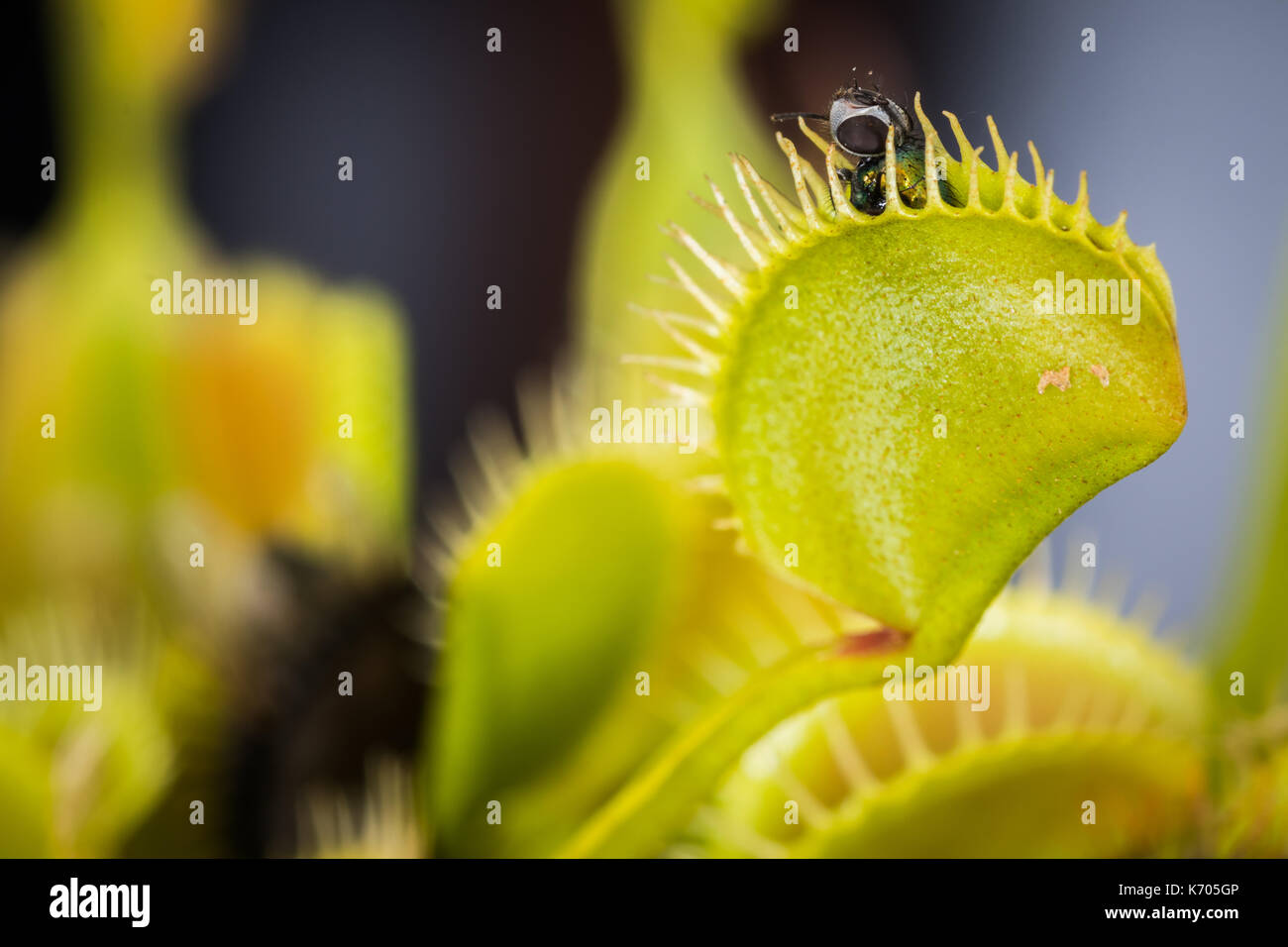 Venus flytrap with fly Stock Photo