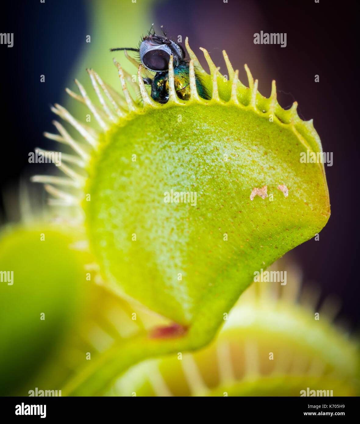 Venus flytrap with fly Stock Photo Alamy