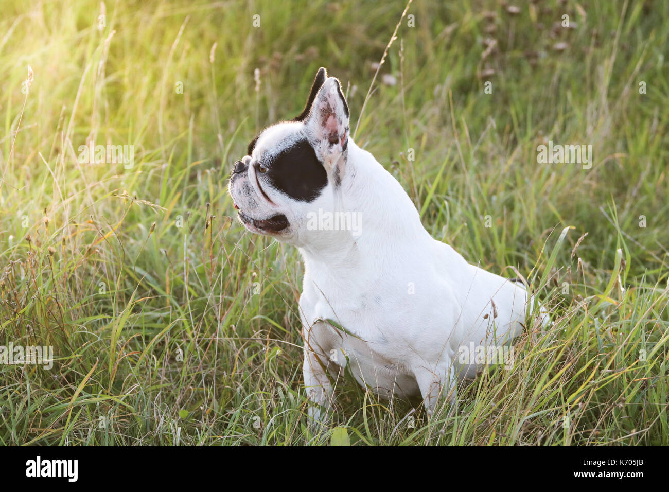 Small White Dog With Black Ears And Eyes Stock Photos