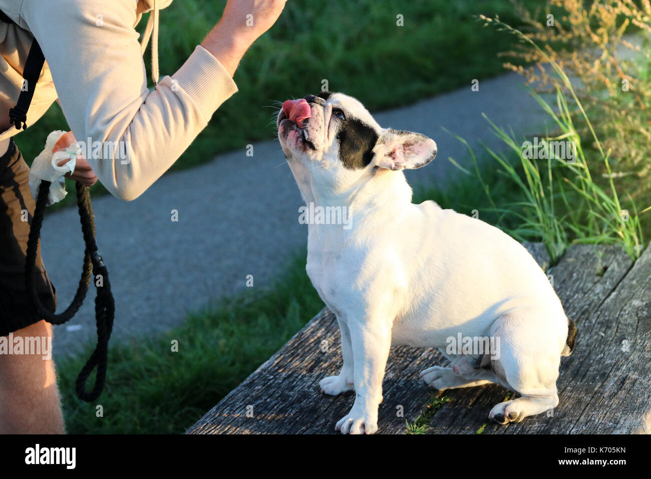 Black and White French Bulldog licking lips whilst looking at a treat