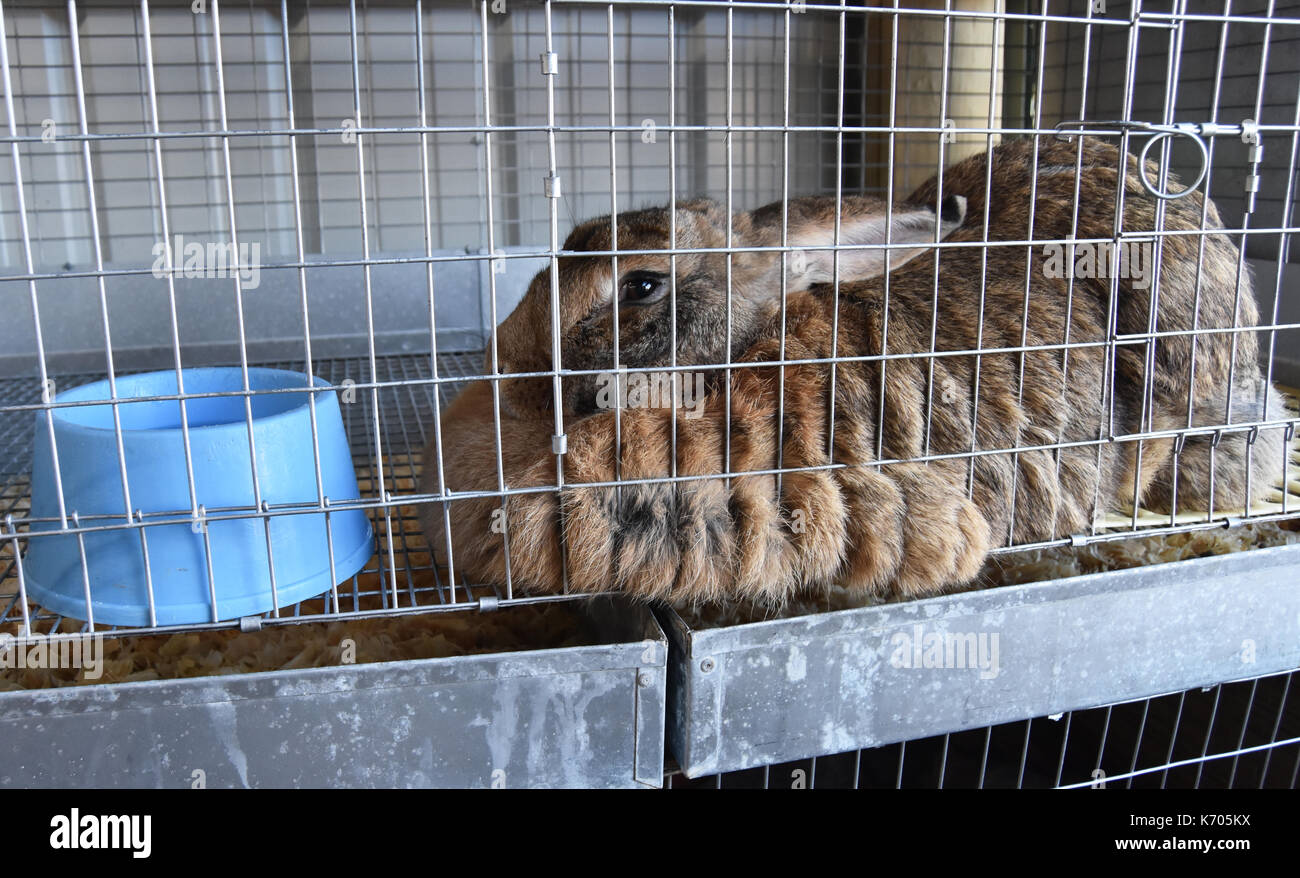 Large brown rabbit in cage with blue bowl Stock Photo