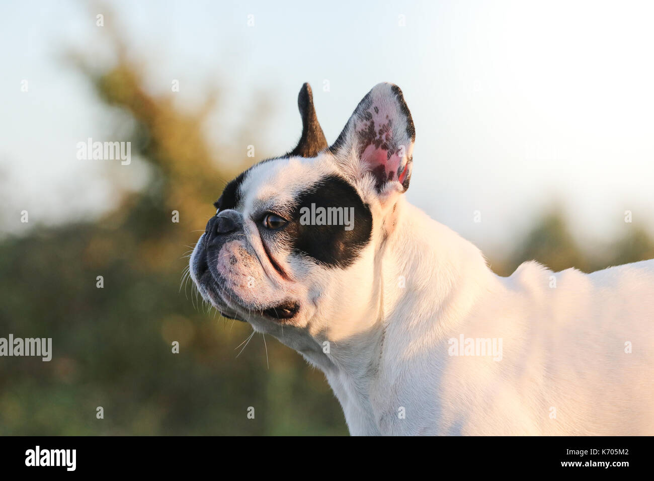 How Much Benadryl Can You Give A French Bulldog
