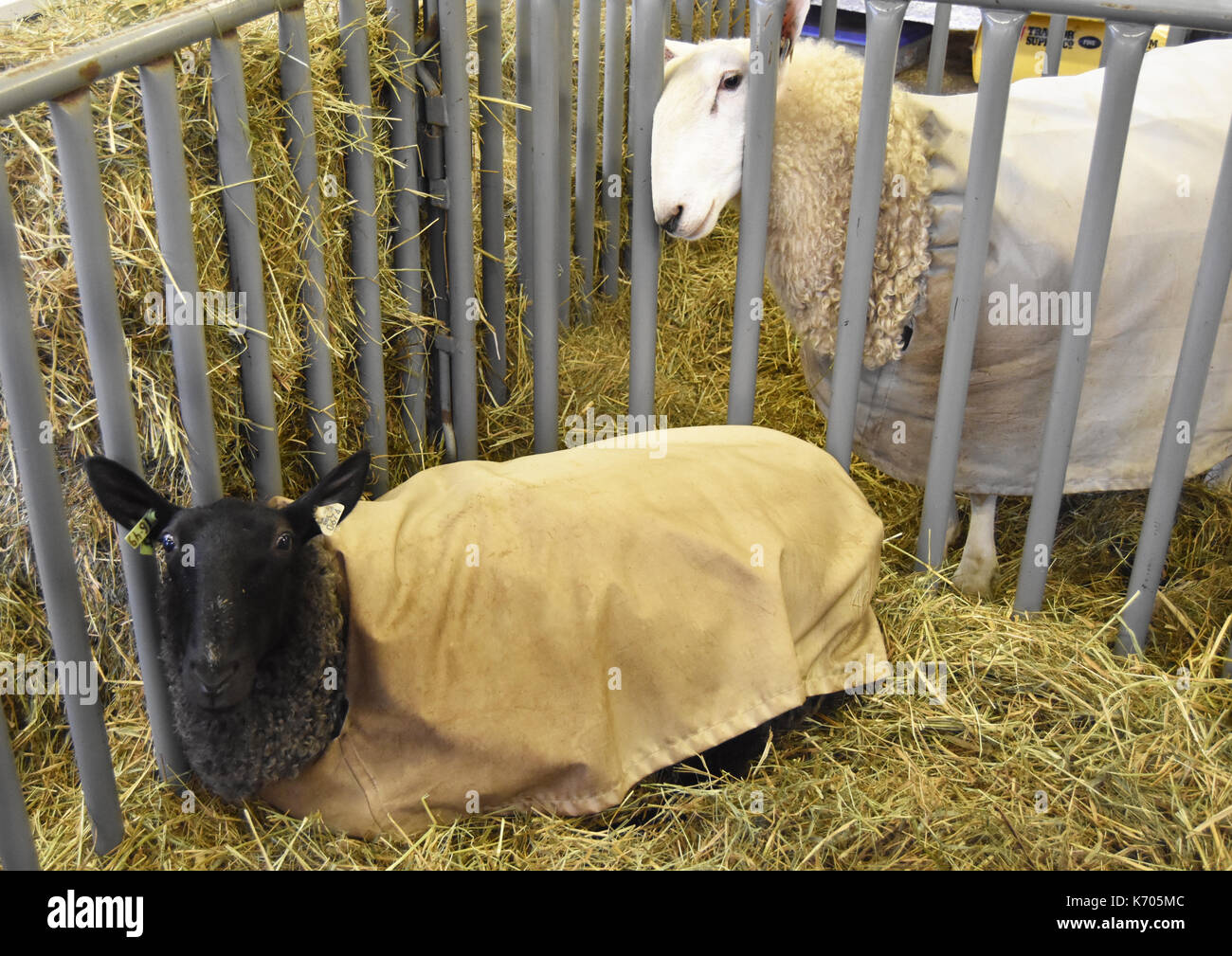 Sheep in sheep's clothing Stock Photo