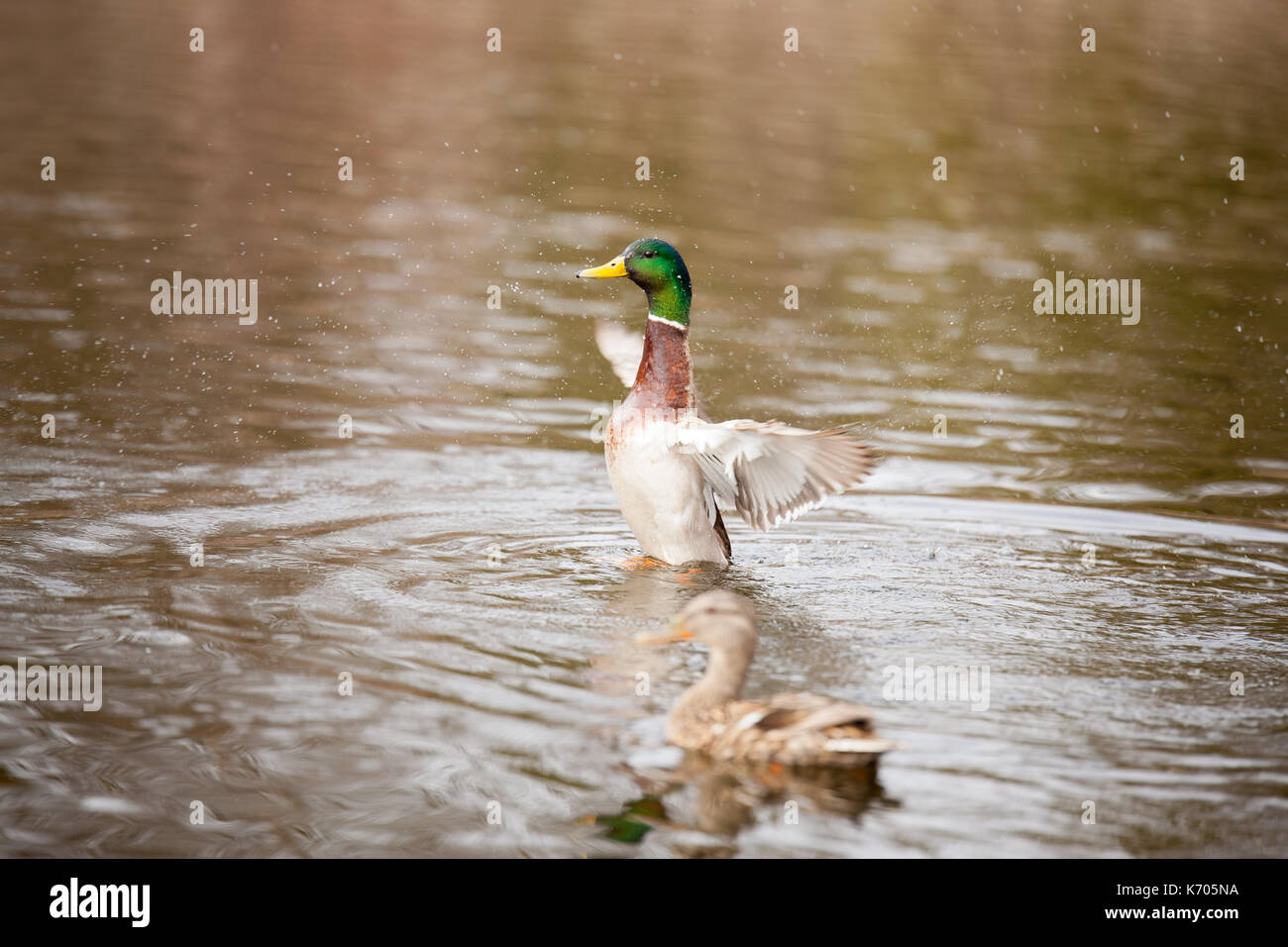 Mallard Duck, North America Stock Photo