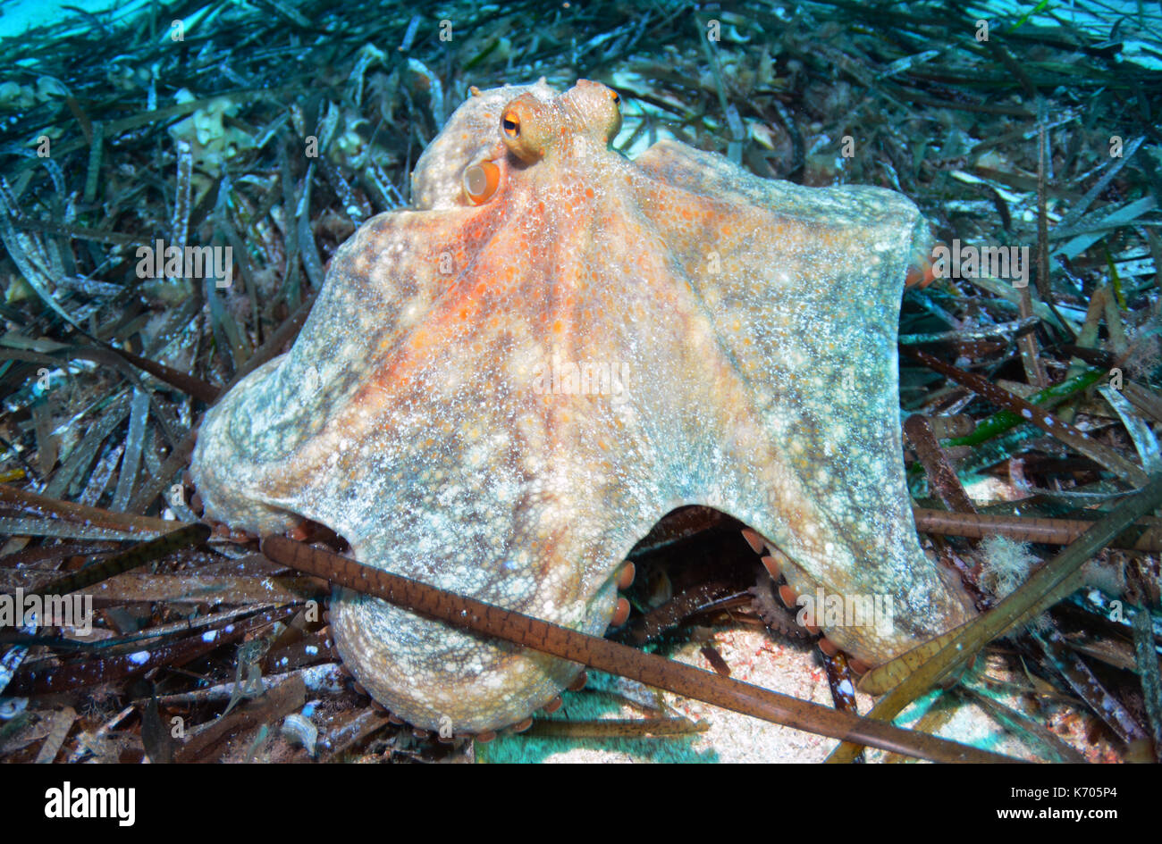 Octopus observed scuba diving in Menorca, Mediterranean Stock Photo