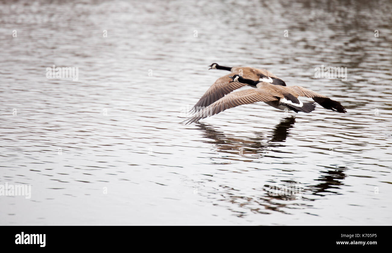 Flying Canadian Geese, North America Stock Photo