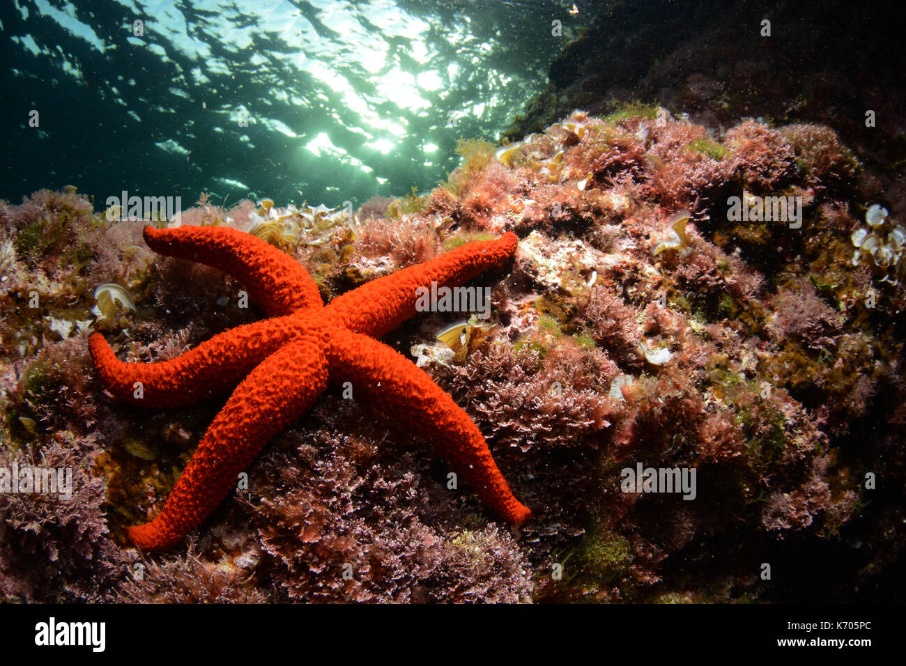 Red starfish underwater at Cala Blanca, Menorca Stock Photo