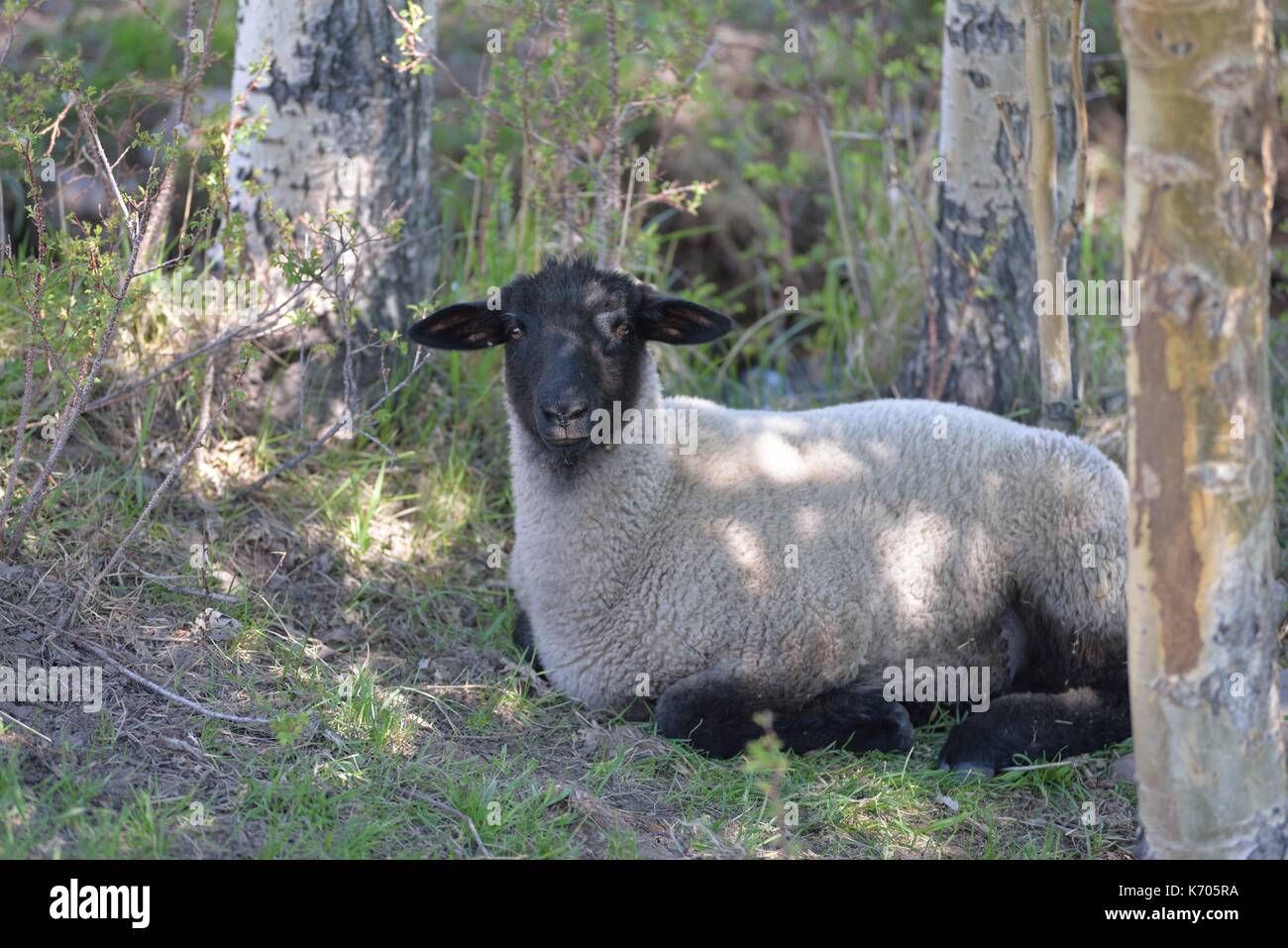 Female sheep lying in shade of trees Stock Photo