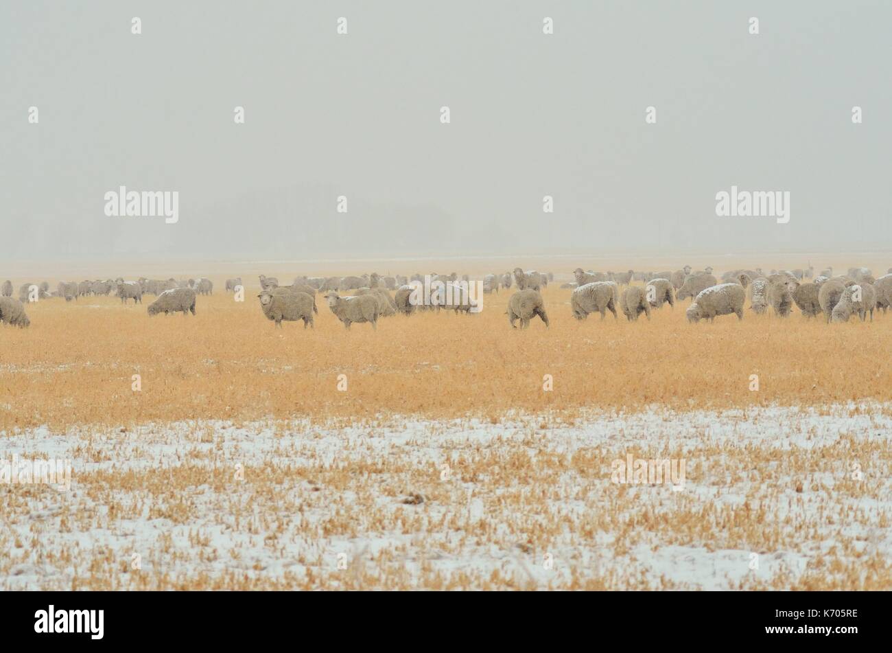 herd of sheep in a winter pasture with falling snow Stock Photo