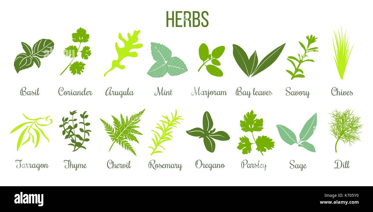 Big icon set of flat culinary herbs. sage, thyme, rosemary, basil Stock Vector