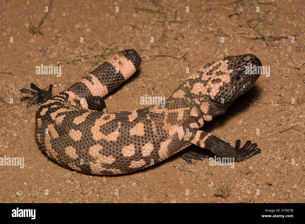 Gila Monster (Heloderma suspectum) from Sonora, Mexico. Stock Photo