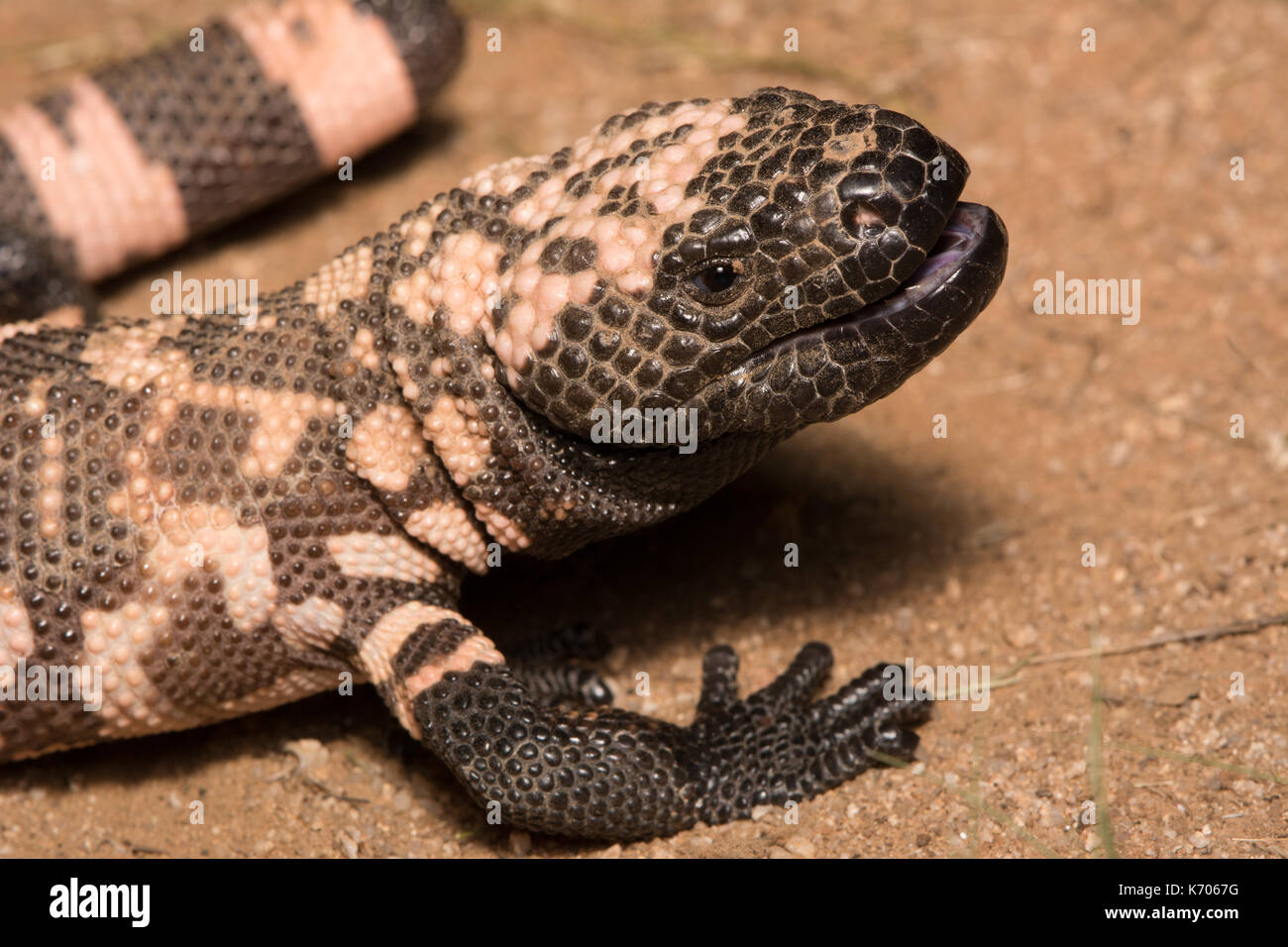 Gila Monster (Heloderma suspectum) from Sonora, Mexico. Stock Photo