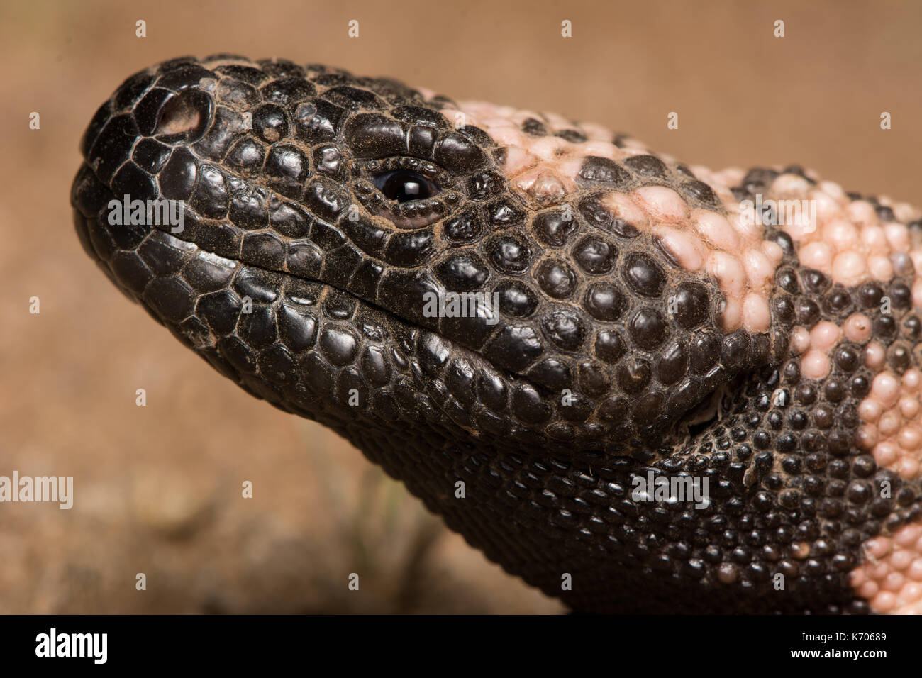 Gila Monster (Heloderma suspectum) from Sonora, Mexico. Stock Photo