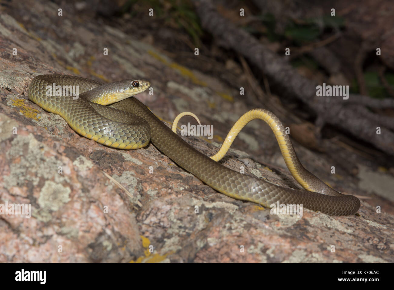 Eastern Yellow-bellied Racer (Coluber constrictor flaviventris) from Jefferson County, Colorado, USA. Stock Photo