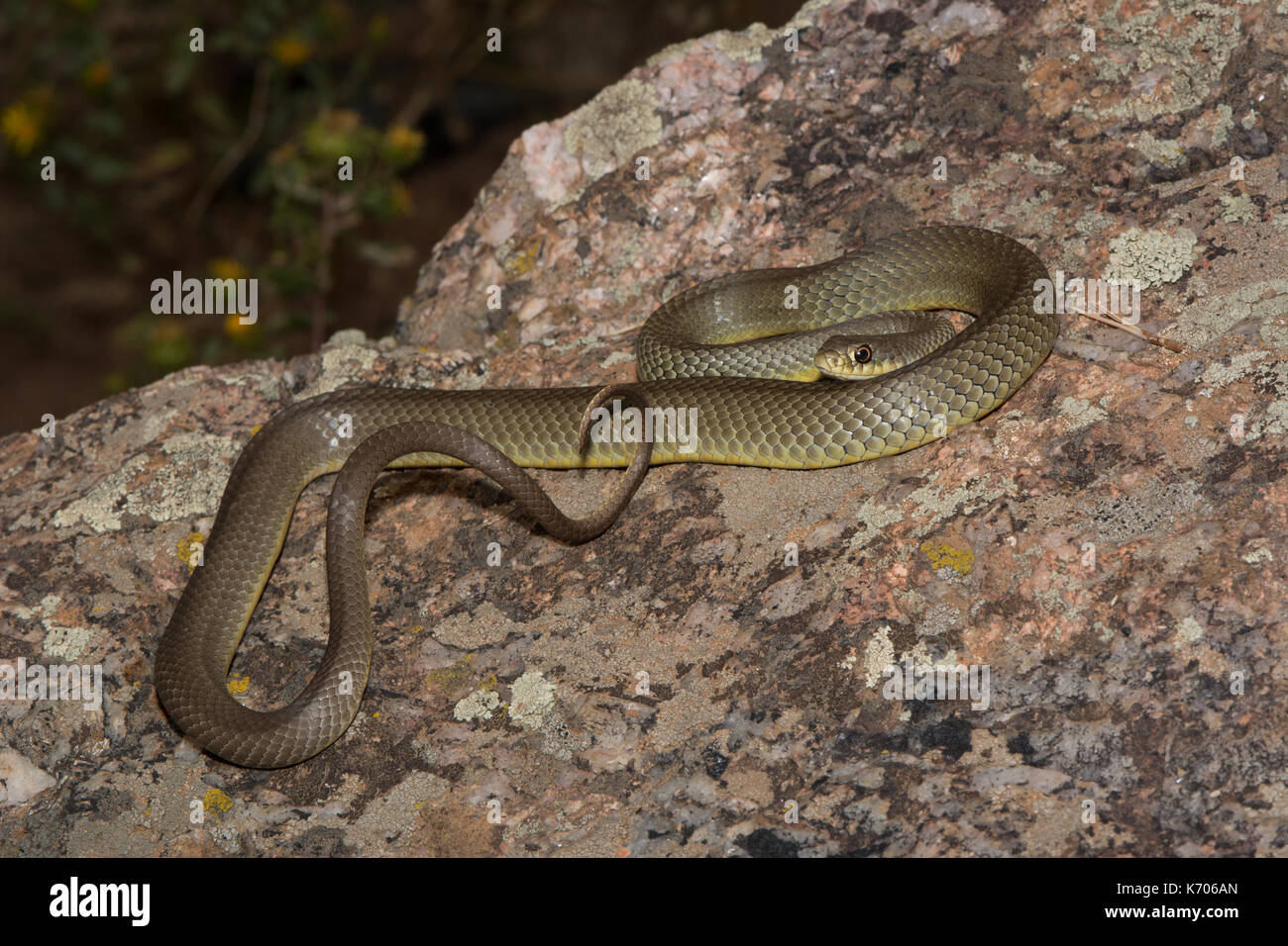 Eastern Yellow-bellied Racer (Coluber constrictor flaviventris) from Jefferson County, Colorado, USA. Stock Photo