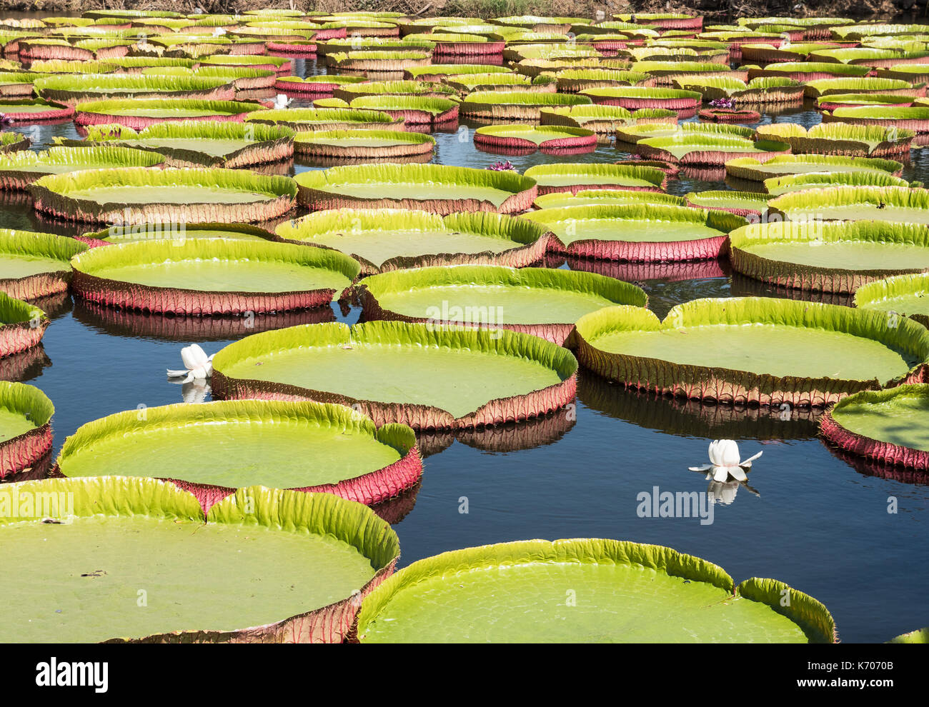 Lotus garden deals