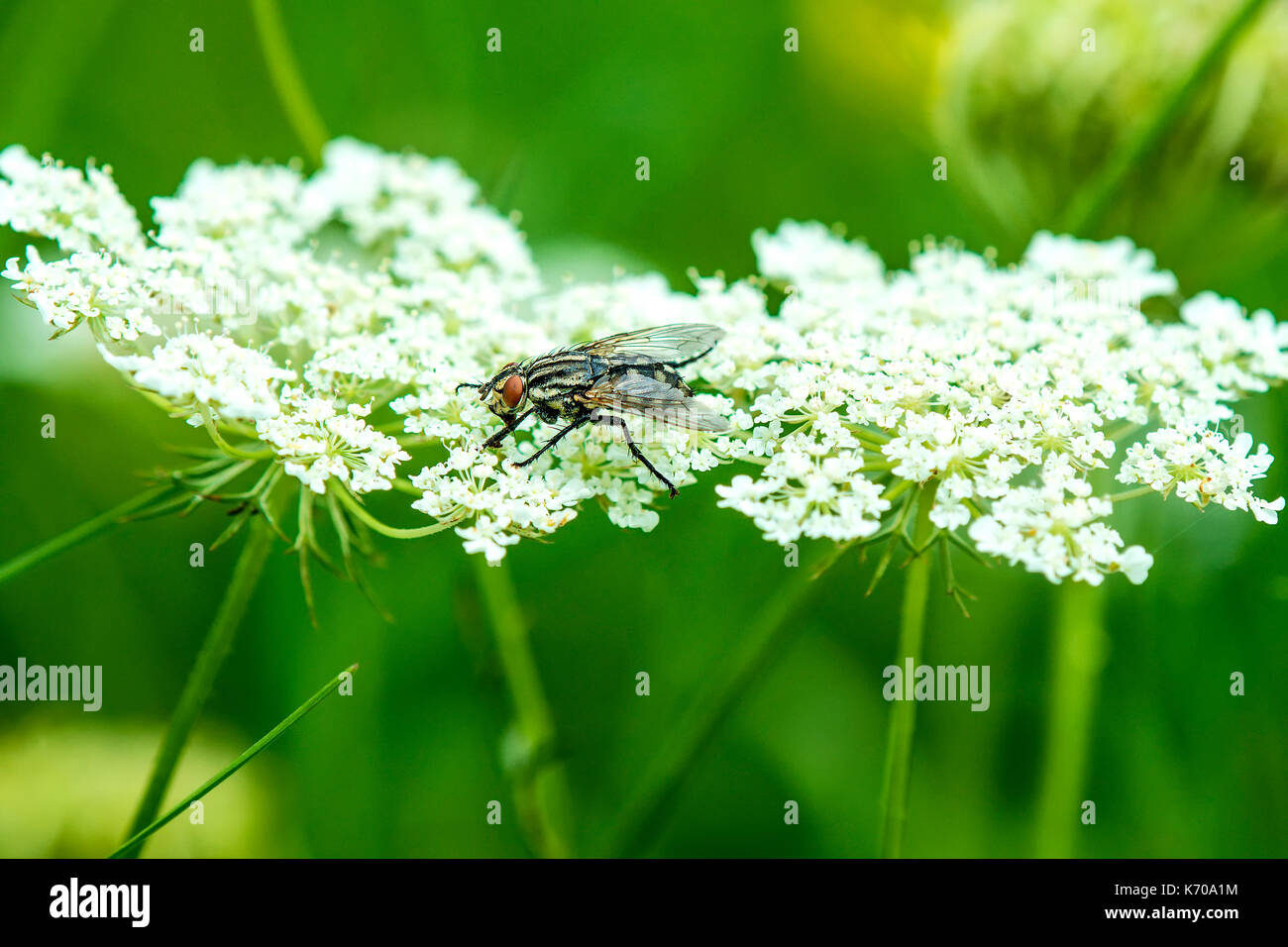 common fly on carrot flower Stock Photo Alamy