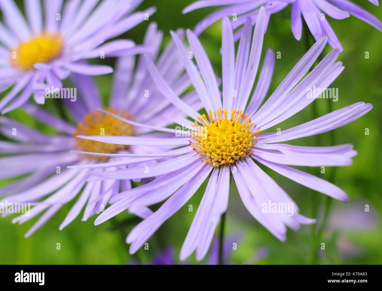 Aster Frikartii 'Monch' a lavender-blue herbaceous perennial, in full bloom in an English garden border in summer Stock Photo