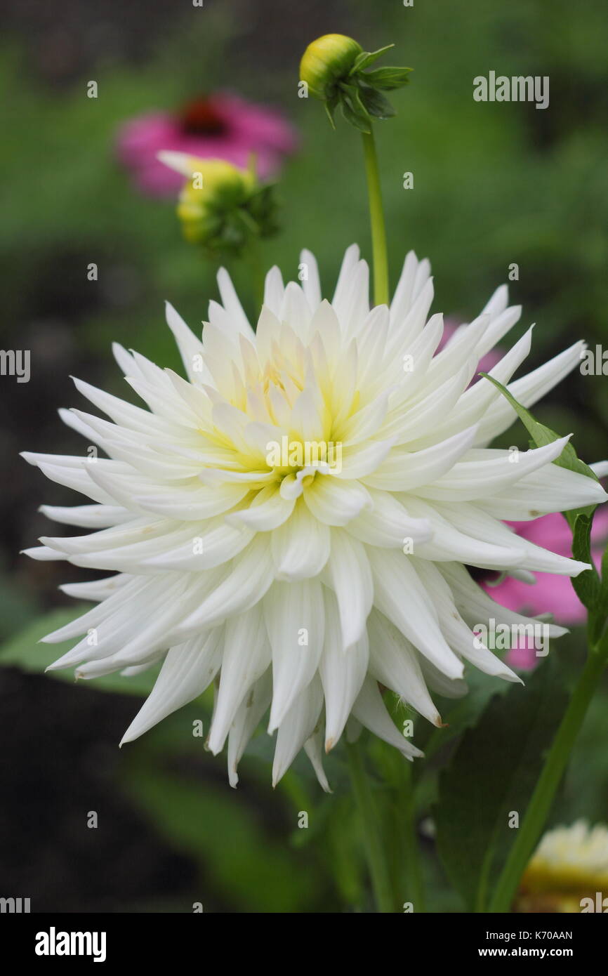 Dahia 'Ruskin Bride, a white semi-cactus dahlia, flowering in an English garden in summer, UK Stock Photo