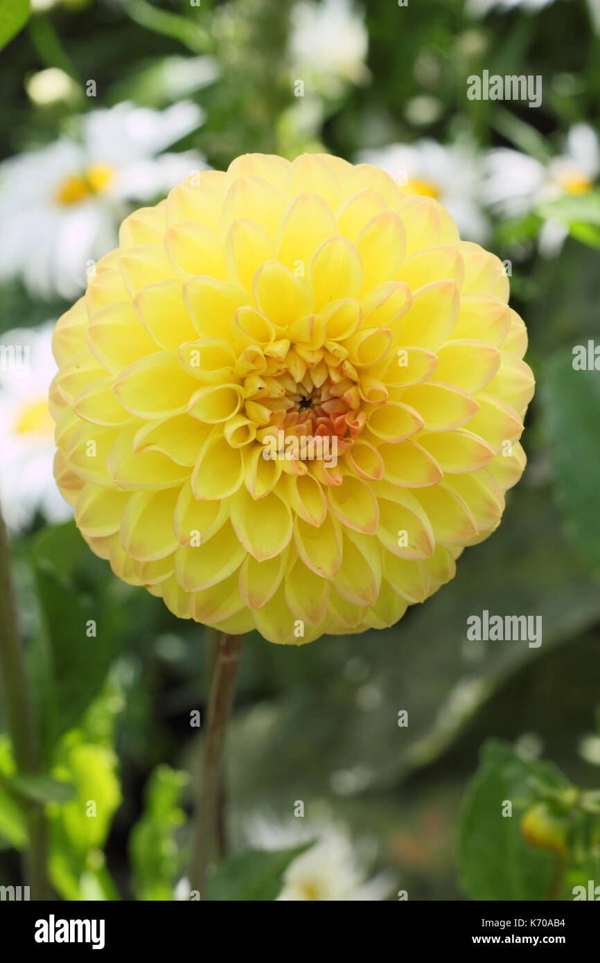Dahlia 'Ryecroft Delight' flowering in an English garden in summer, UK