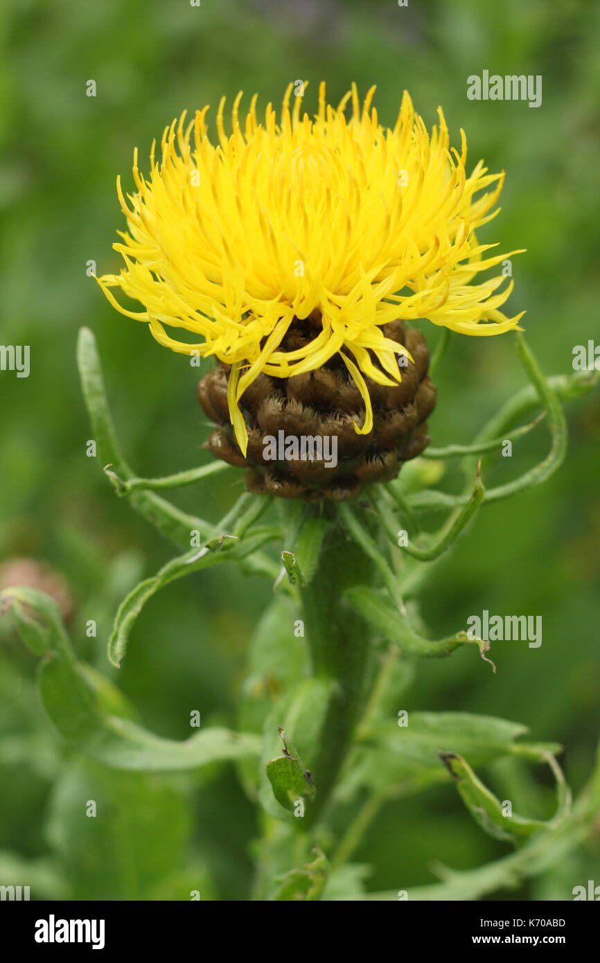 Giant knapweed (Centaurea macrocephala), a large summer flowering perennial, blooming in an English garden Stock Photo