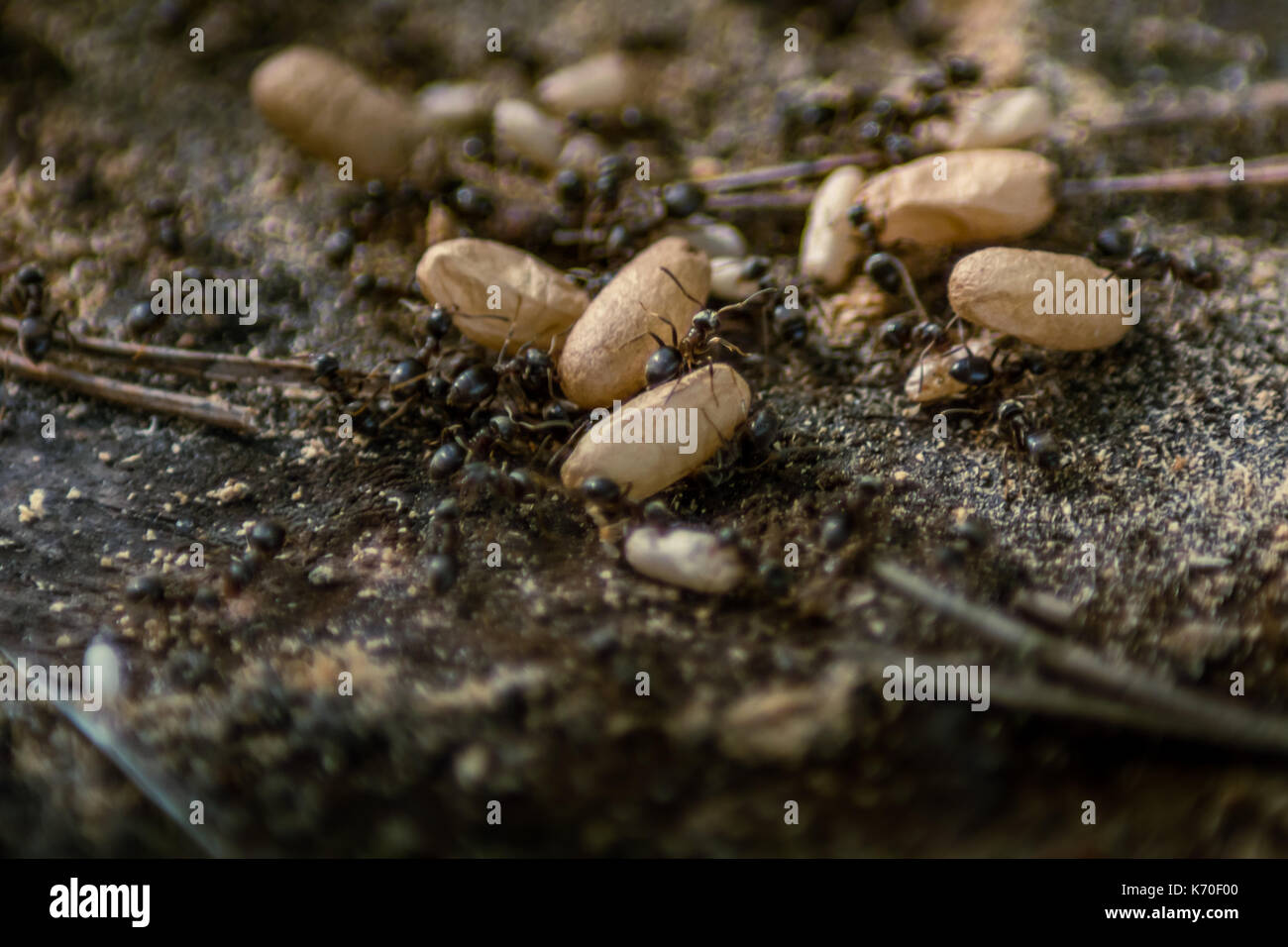 Ants carrying larva eggs Stock Photo Alamy