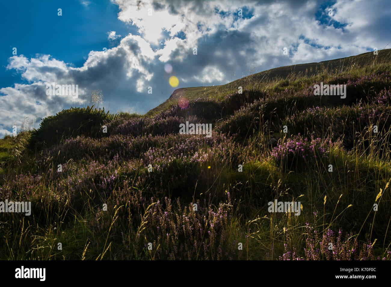 Heathers in the sun Stock Photo Alamy