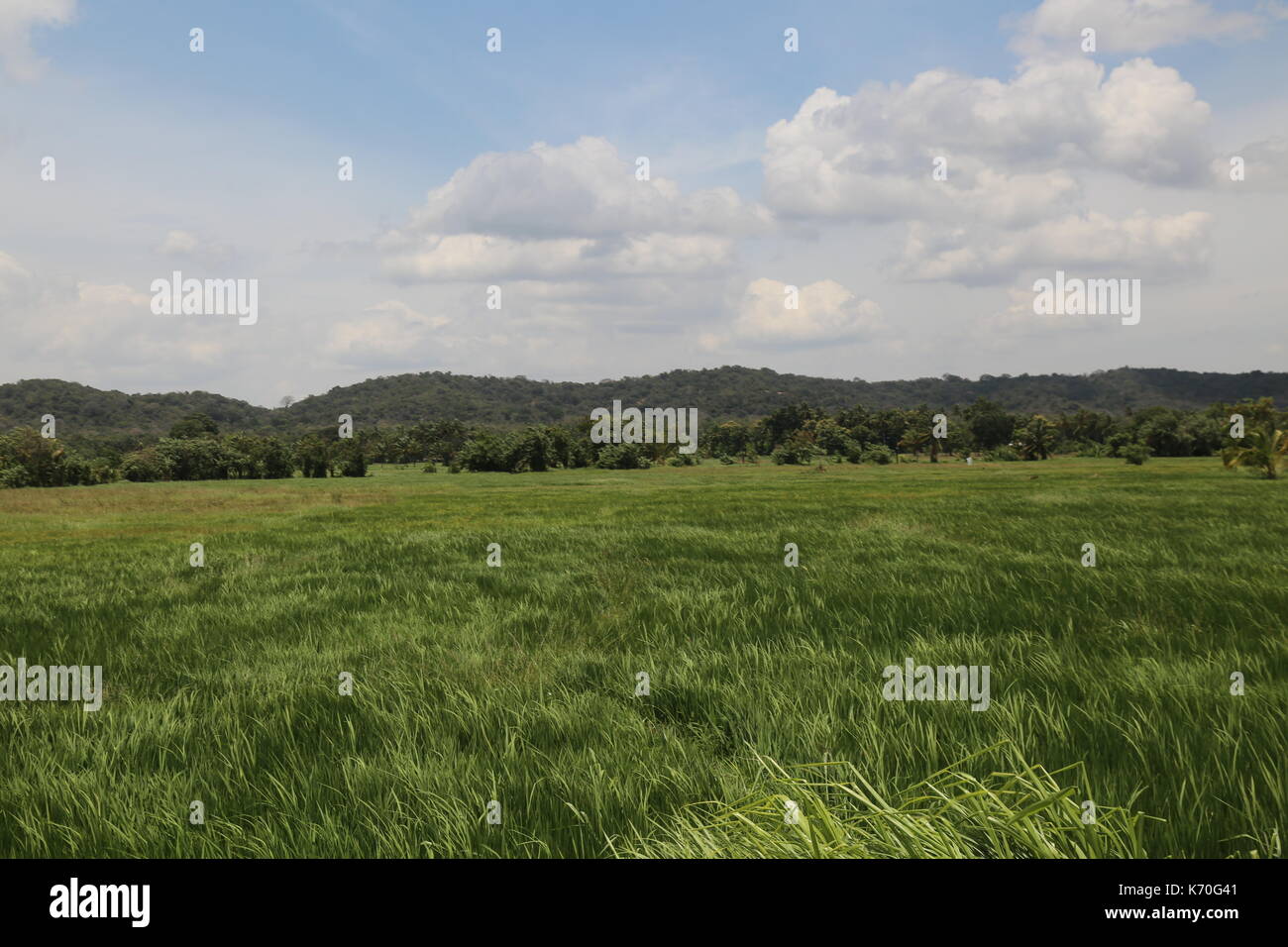 Rice paddy field, wind blowing, Sri Lanka, Asia Stock Photo
