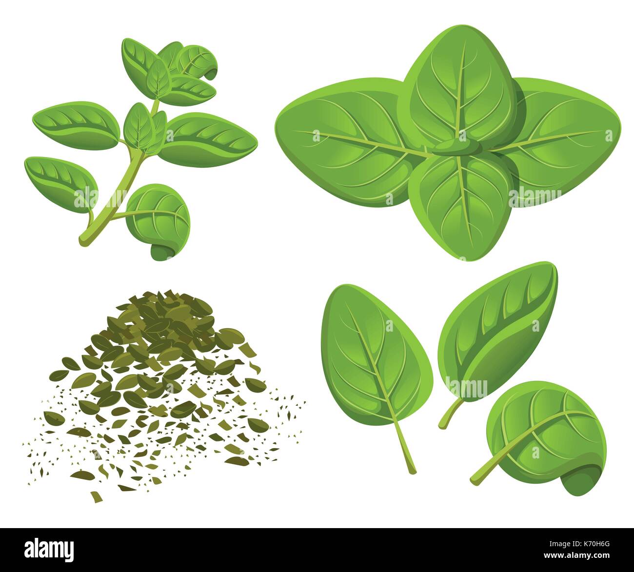 Oregano set vector drawing. Isolated Oregano plant with leaves. Herbal