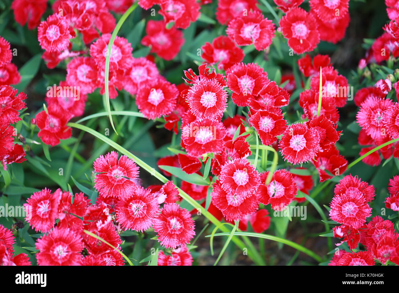 Red Dianthus chinensis flower is species of Dianthus native Stock Photo