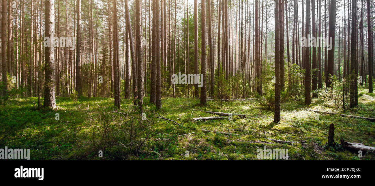 Wild trees in forest Stock Photo