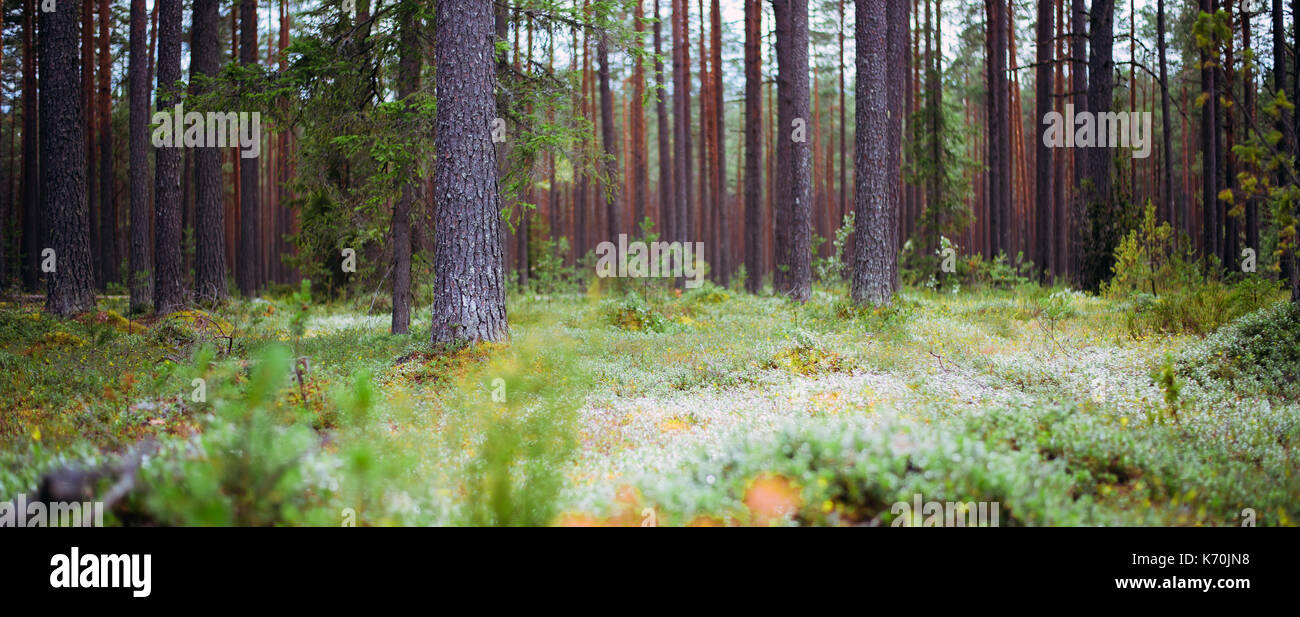 Plants ecology hi-res stock photography and images - Alamy