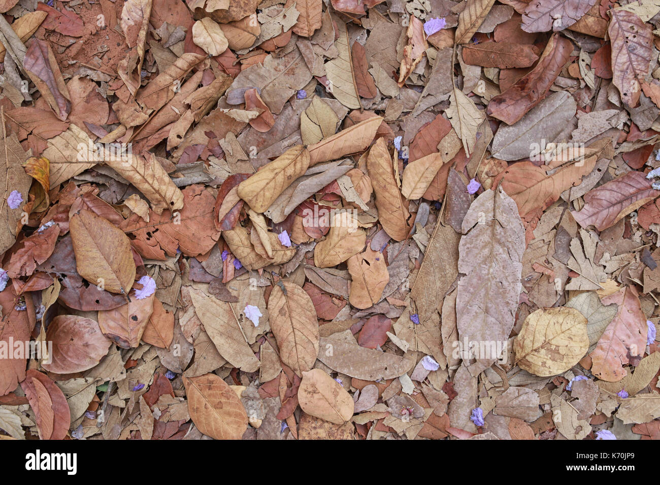 Dry leaves background for design nature backdrop Stock Photo - Alamy