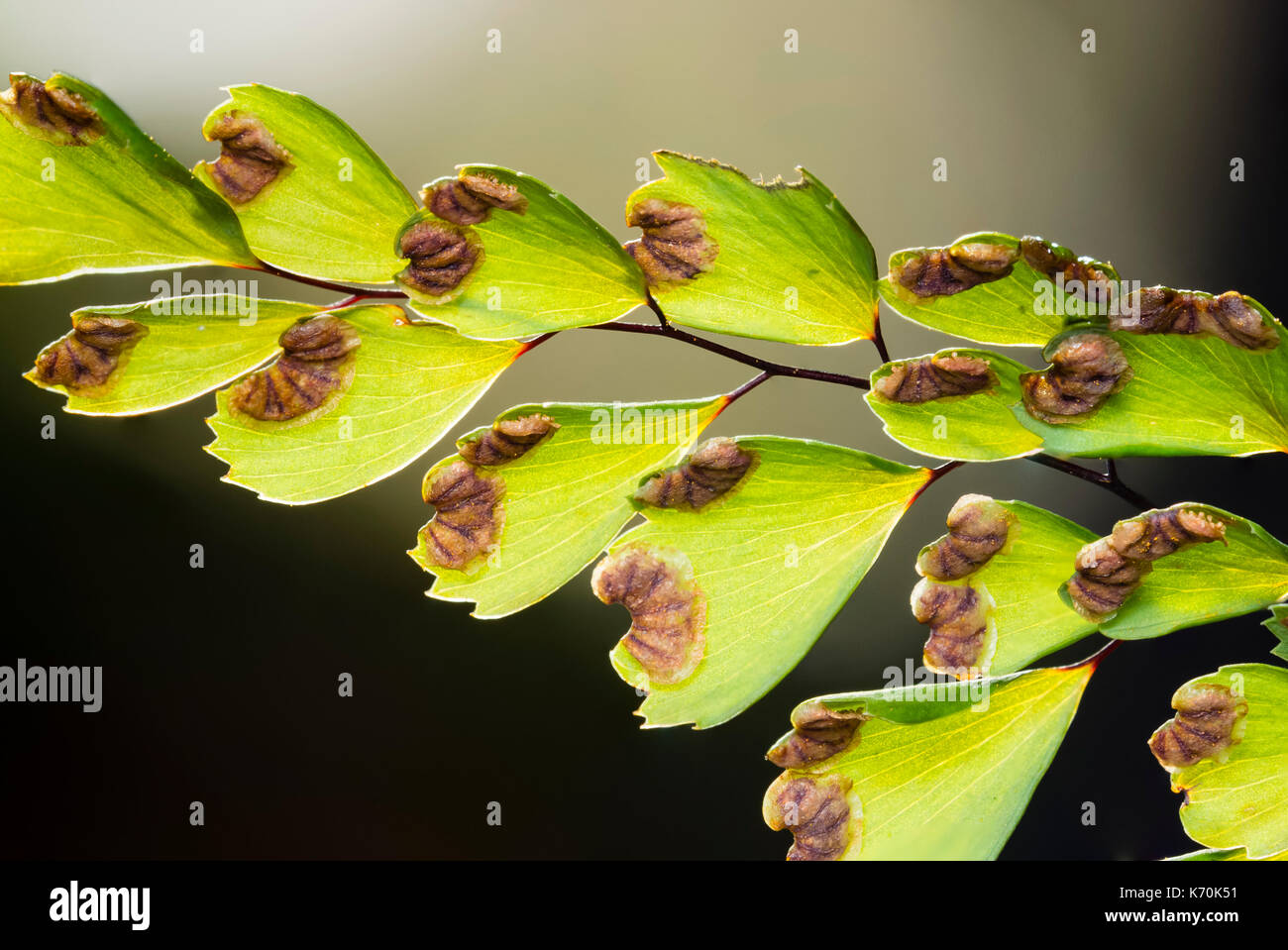 Spores in the sporangia on the underside of the fronds of adiantum venustum, the hardy maidenhair fern Stock Photo