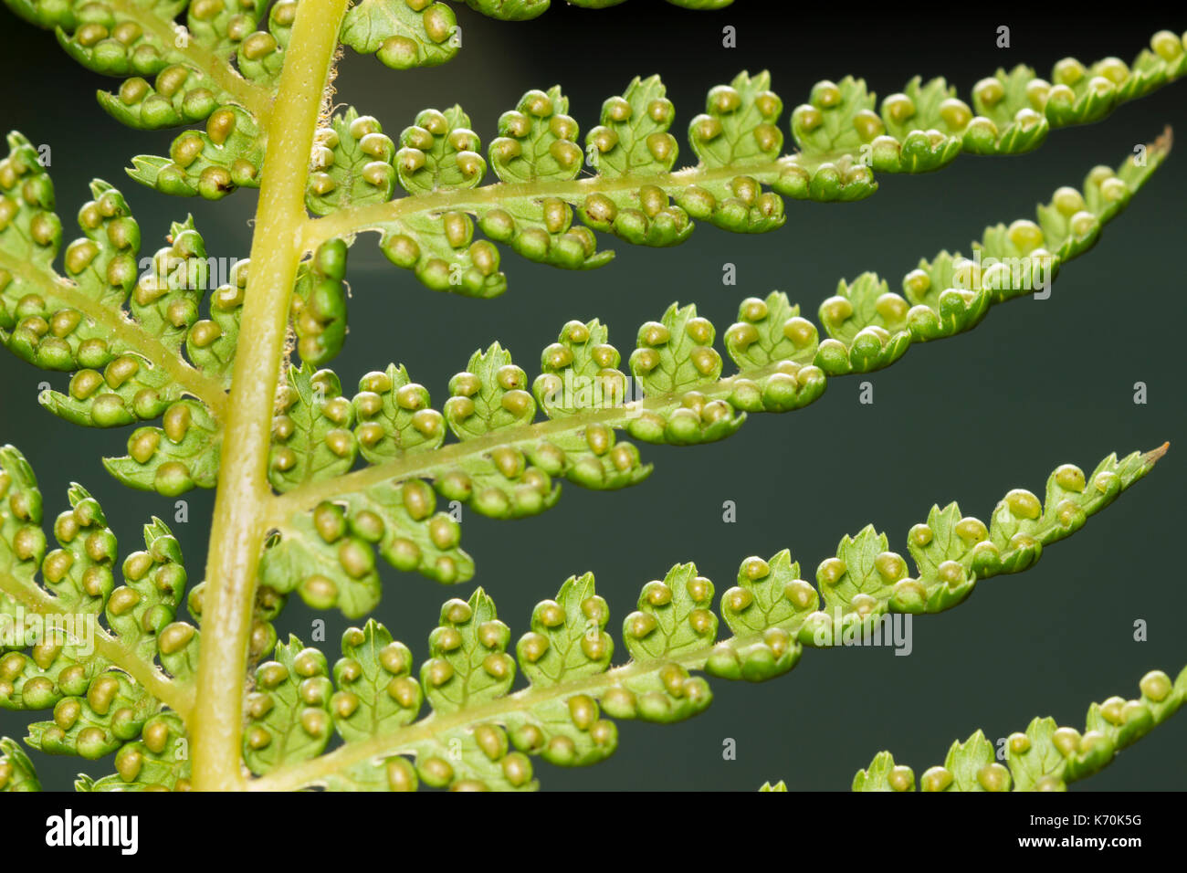 Spores in the sporangia on the underside of the fronds of Dicksonia antarctica, a hardy evergreen tree fern Stock Photo